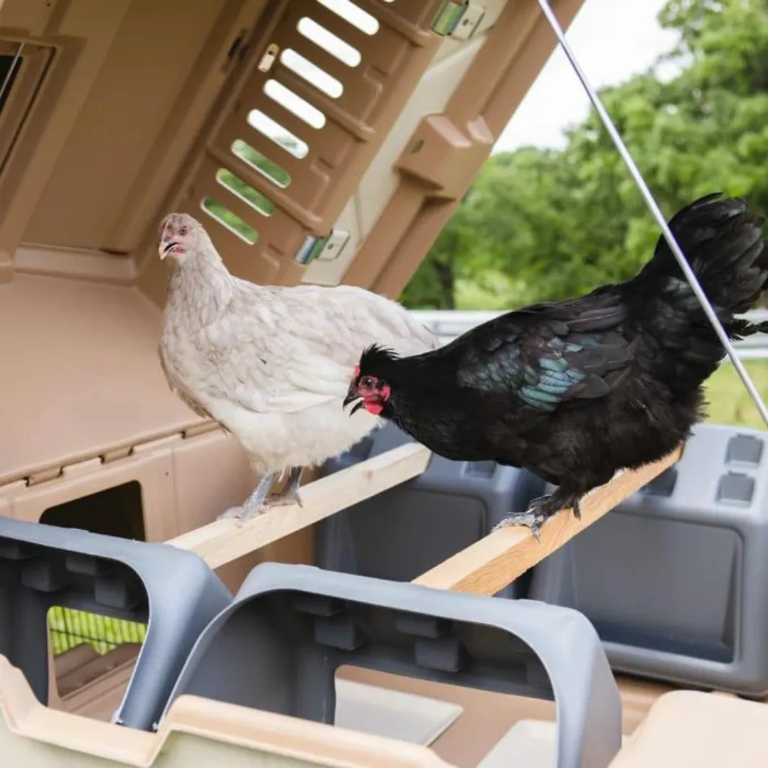 Ultimate Chicken Coop w/feeder and waterer (up to 6 chickens)