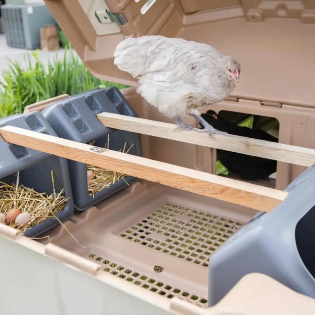 Ultimate Chicken Coop w/feeder and waterer (up to 6 chickens)